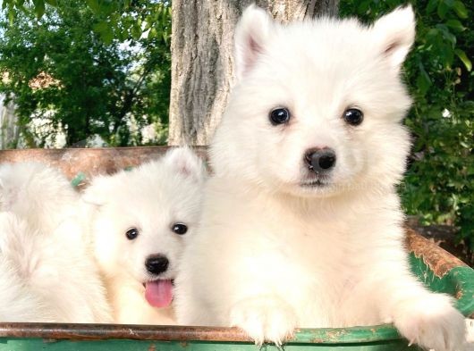 Samoyed Yavruları görsel