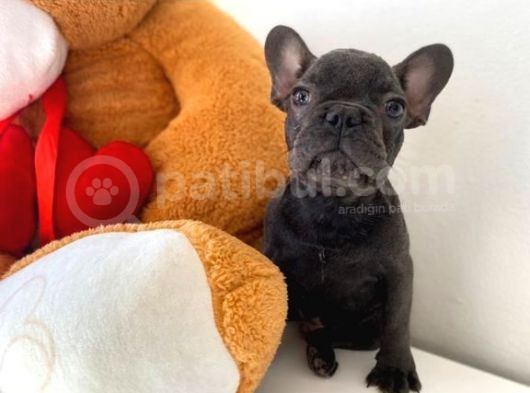 French Buldog