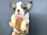 French Buldog