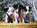 Jack Russel