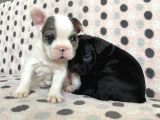 French Buldog