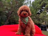 Red Brown Toy Poodle