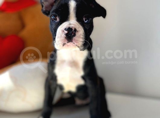 French Buldog görsel