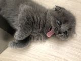 Bristish Scottish Kedi