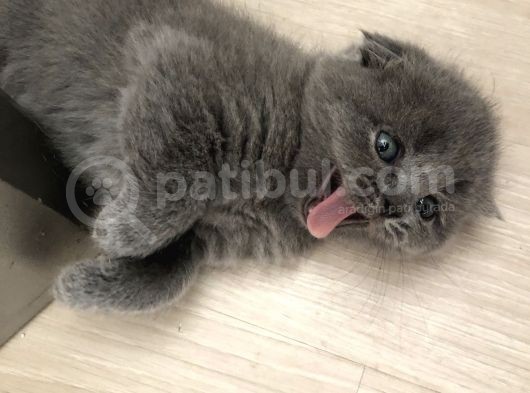 Bristish Scottish Kedi görsel