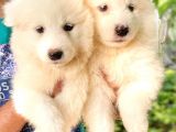 Samoyed Yavruları