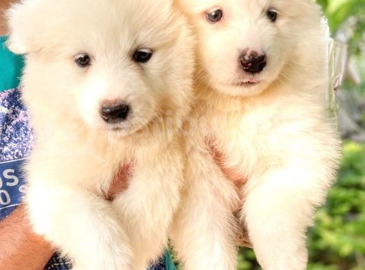 Samoyed Yavruları görsel