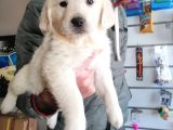 Baby Face Golden Retriever Bebekler