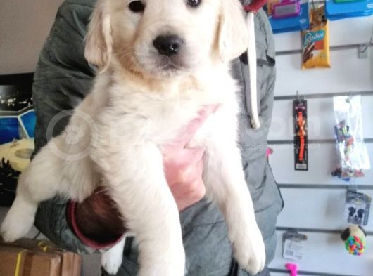 Baby Face Golden Retriever Bebekler