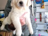 Baby Face Golden Retriever Bebekler
