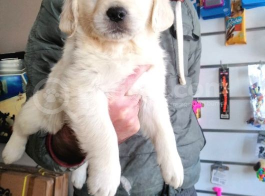 Baby Face Golden Retriever Bebekler görsel