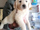 Baby Face Golden Retriever Bebekler