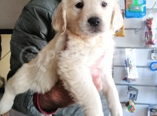 Baby Face Golden Retriever Bebekler görsel