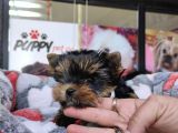 Teacup Yorkshi̇re Terri̇er Bebekler