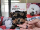 Teacup Yorkshi̇re Terri̇er Bebekler