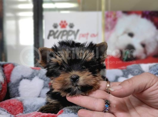 Teacup Yorkshi̇re Terri̇er Bebekler