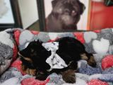 Teacup Yorkshi̇re Terri̇er Bebekler