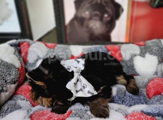 Teacup Yorkshi̇re Terri̇er Bebekler görsel
