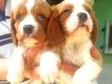 Cavalier King Charles Yavruları