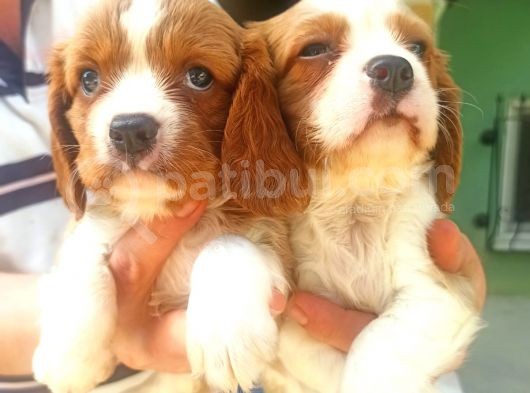 Cavalier King Charles Yavruları görsel