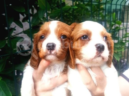 Cavalier King Charles Yavruları görsel