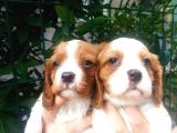 Cavalier King Charles Yavruları