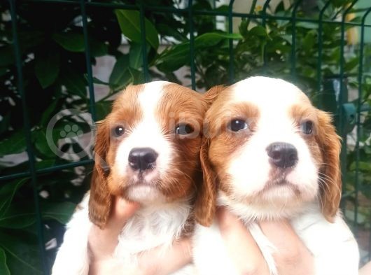 Cavalier King Charles Yavruları