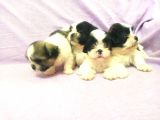 Shih Tzu( Şitsu ) Yavruları