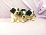 Shih Tzu( Şitsu ) Yavruları