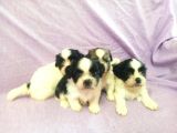 Shih Tzu( şitsu ) Yavruları