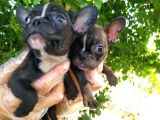 French Bulldog Yavruları