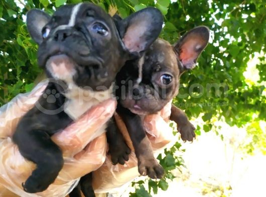 French Bulldog Yavruları görsel