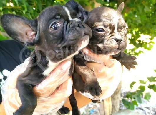 French Bulldog Yavruları