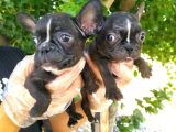 French Bulldog Yavruları