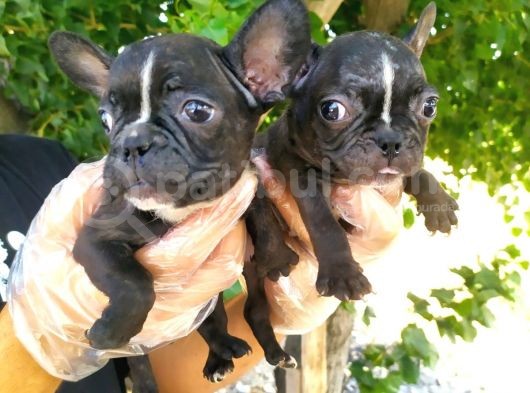 French Bulldog Yavruları görsel
