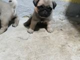 Pug Yavruları
