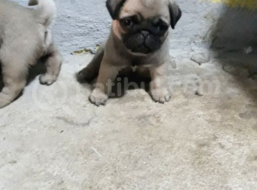 Pug Yavruları