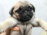 Pug Yavruları