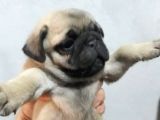 Pug Yavruları