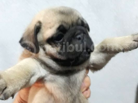 Pug Yavruları görsel