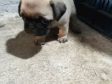 Pug Yavruları