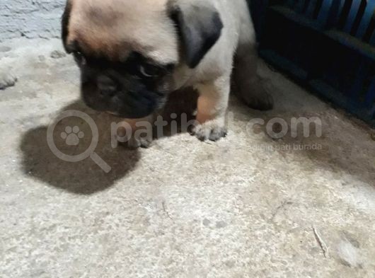 Pug Yavruları görsel