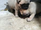 Pug Yavruları