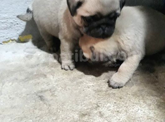 Pug Yavruları görsel