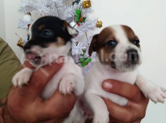 Jack Russell Yavrularımız görsel