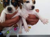 Jack Russell Yavrularımız