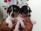 Jack Russell Yavrularımız