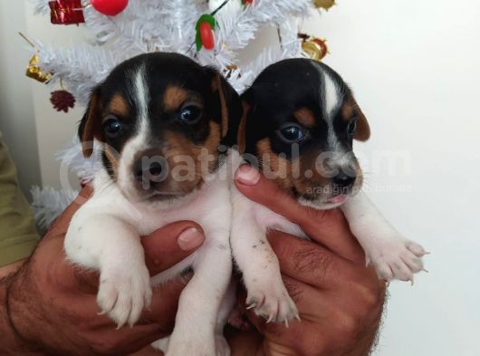 Jack Russell Yavrularımız görsel