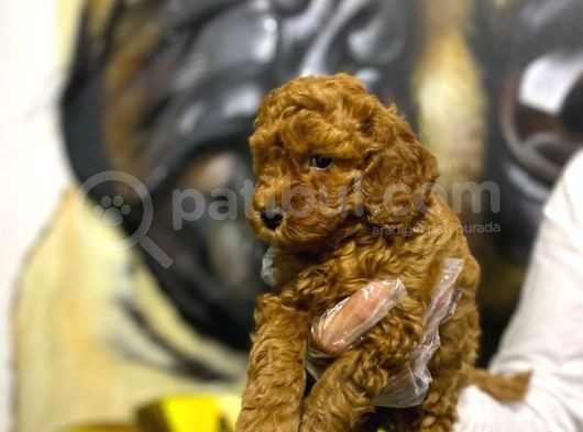 Toy Poodle Yavrularim Irk Ve Saglik Garantili görsel