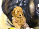 Toy Poodle Yavrularim Irk Ve Saglik Garantili